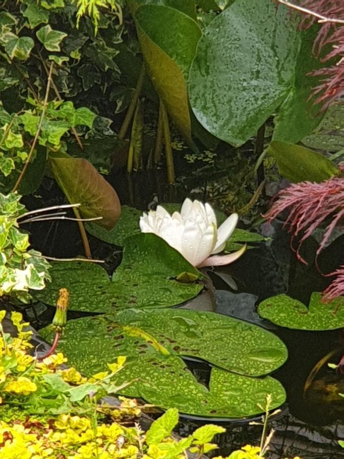 Tropical Garden Oasis Rooms Birmingham Zewnętrze zdjęcie