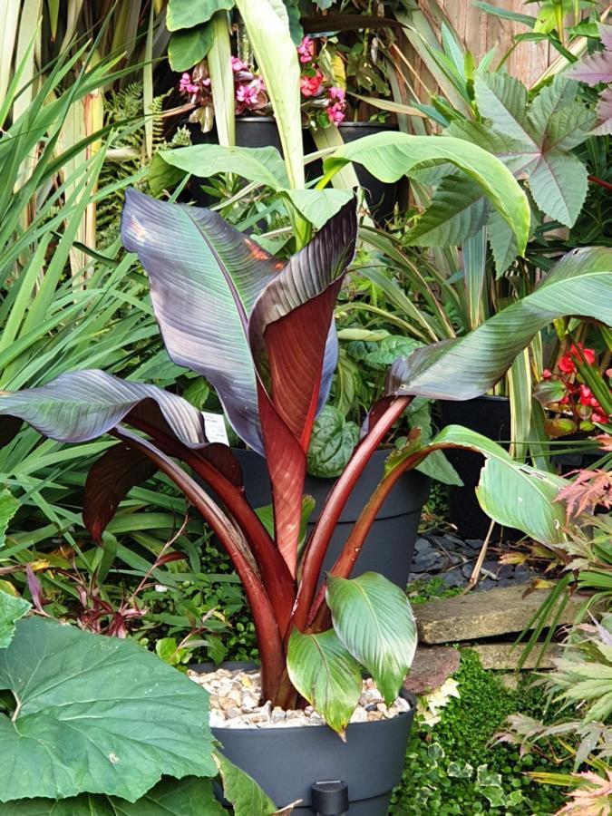 Tropical Garden Oasis Rooms Birmingham Zewnętrze zdjęcie