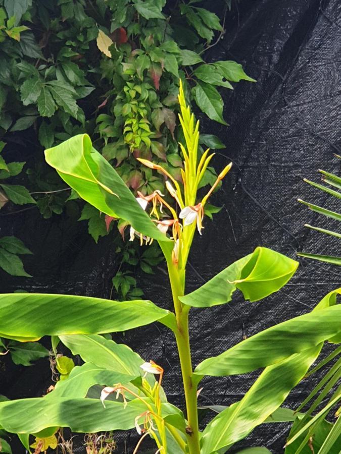 Tropical Garden Oasis Rooms Birmingham Zewnętrze zdjęcie