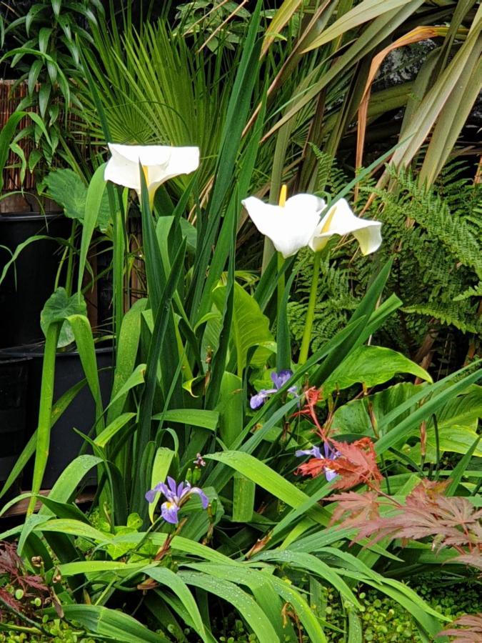 Tropical Garden Oasis Rooms Birmingham Zewnętrze zdjęcie