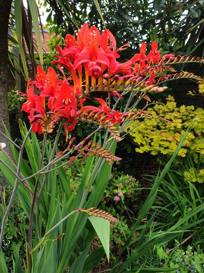 Tropical Garden Oasis Rooms Birmingham Zewnętrze zdjęcie
