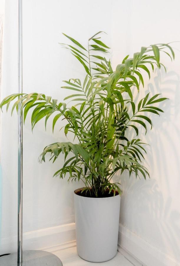 Tropical Garden Oasis Rooms Birmingham Zewnętrze zdjęcie